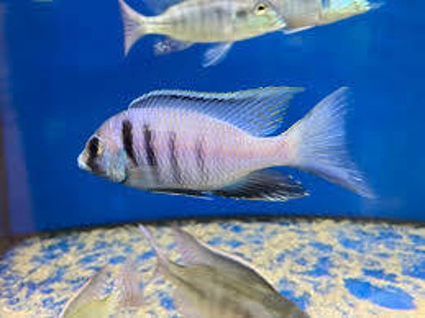 Placidochromis electra