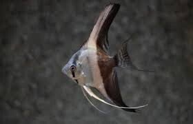 Pterophyllum scalare bicolor