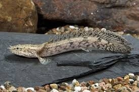 POLYPTERUS ENDLICHERI