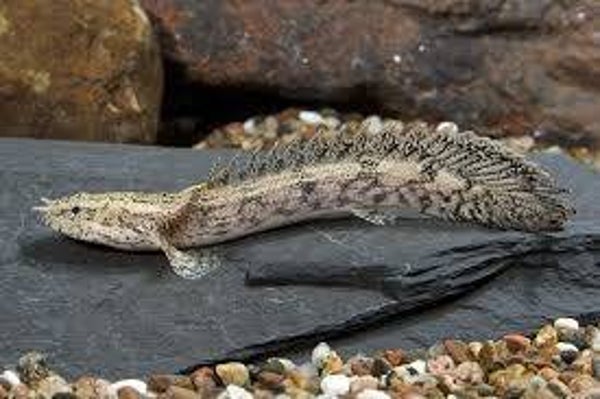 POLYPTERUS ENDLICHERI