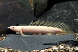 POLYPTERUS SENEGALUS ALBINO