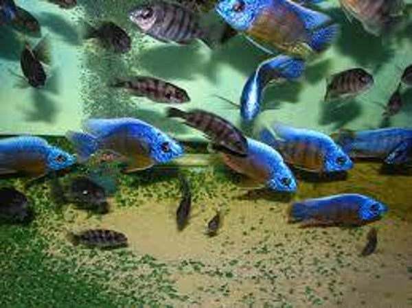 Protomelas steveni taiwan reef