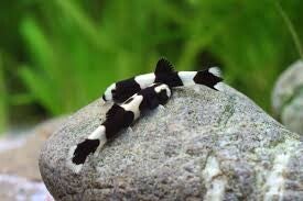 Protomyzon pachychilus