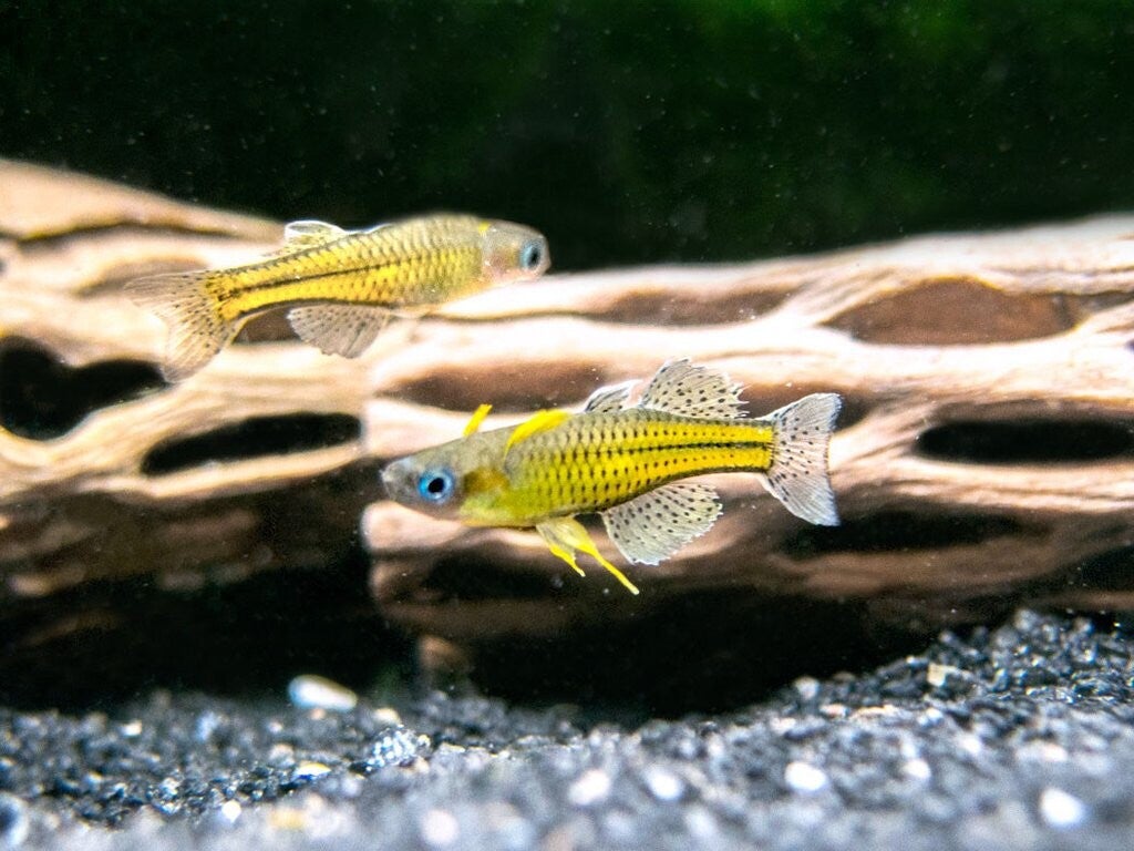 Pseudomugil gertrudae (pez ojos azules)