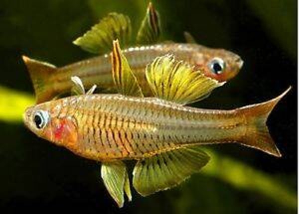 PSEUDOMUGIL IVANSTOFI