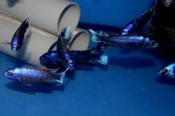 Pseudotropheus acei ngara