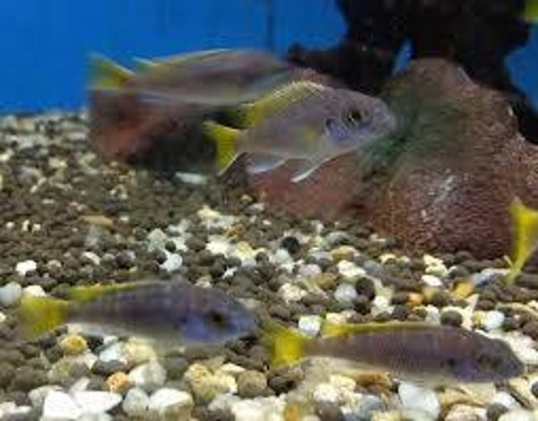 Pseudotropheus acei yellow fin