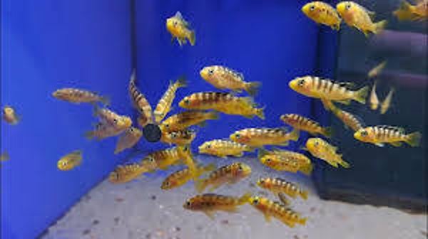 Pseudotropheus crabro