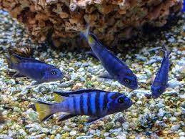 Pseudotropheus elongatus mphanga