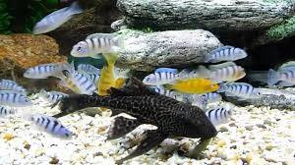 Pseudotropheus lombardoi