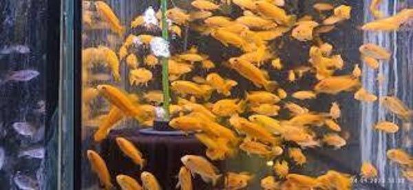 Pseudotropheus saulosi