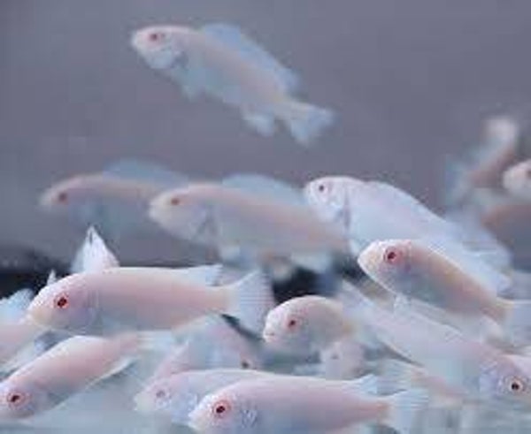 Pseudotropheus socolofi albino