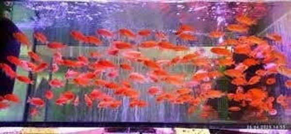 Pseudotropheus zebra red red