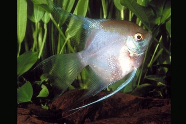 Pterophyllum scalare “Ghost” (escalar ahumado)