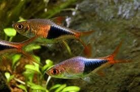 rasbora arlequín