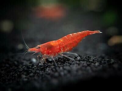 Gamba red cherry