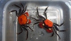 GEOSESARMA RED DEVIL