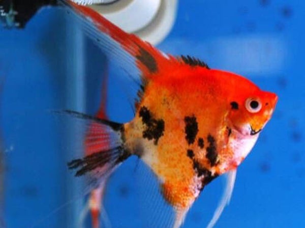 Pterophyllum scalare “Red Devil”