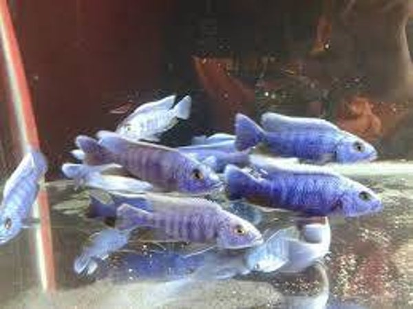 Sciaenochromis fryeri