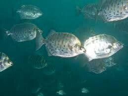 selonotoca multifaciata