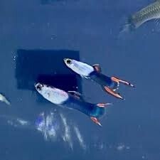 Guppy Endler Silverado