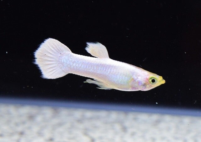 Guppy  White