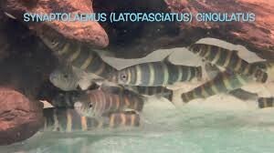 Synaptolaemus cingulatus