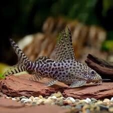 synodontis eupterus