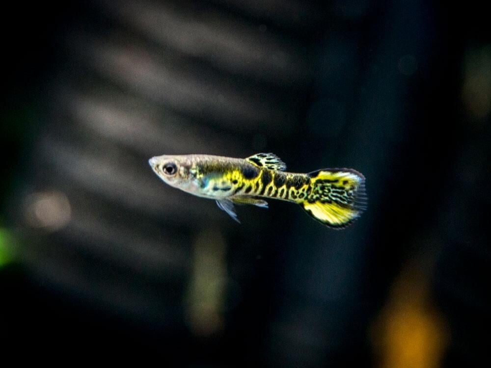 Guppy Endler Tiger