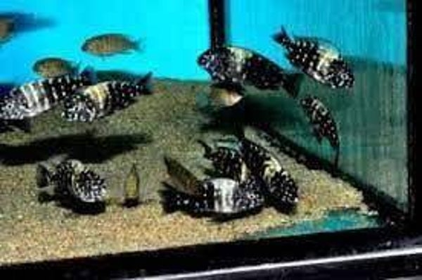 Tropheus  duboisi