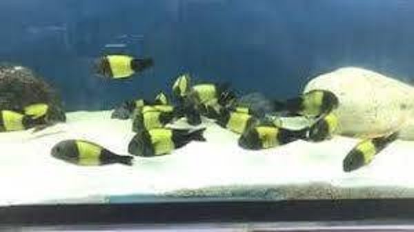 Tropheus  ikola