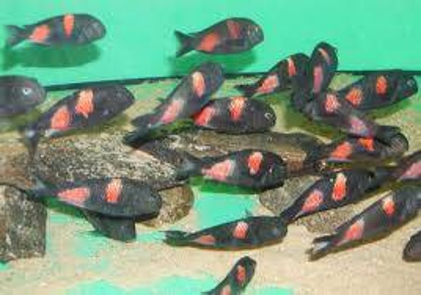Tropheus moori bulu point