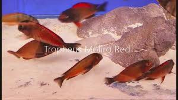 Tropheus red moliro