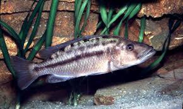 Tyrranochromis macrostoma