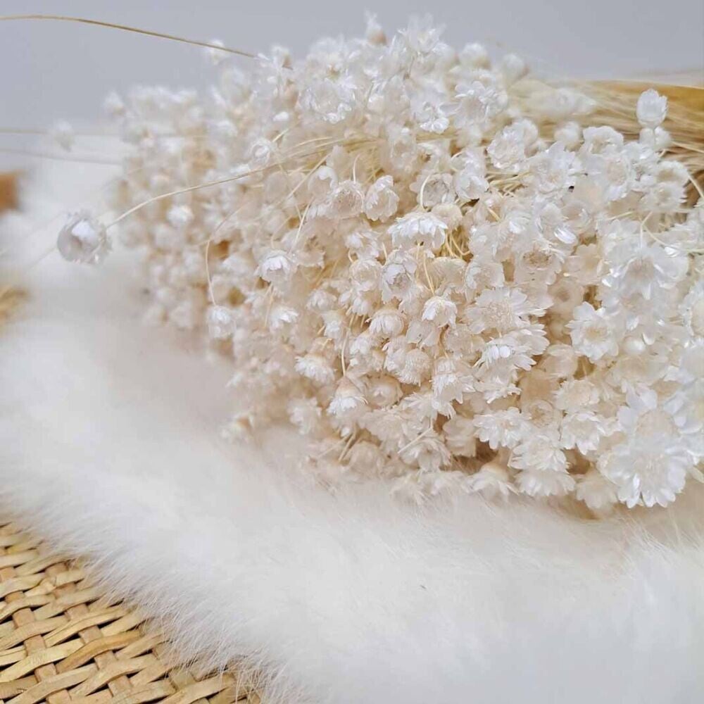 Droogbloemen bundel Glixia wit