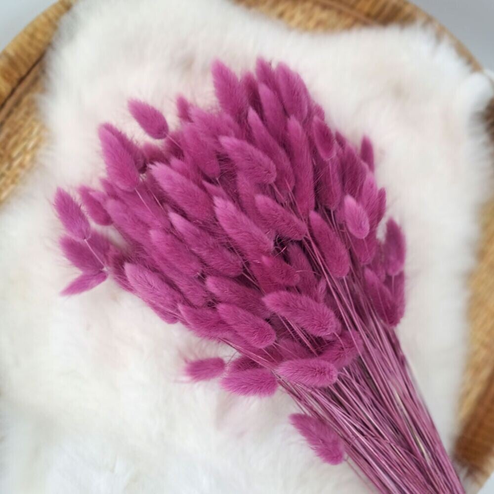 Droogbloemen bundel Lagurus framboos