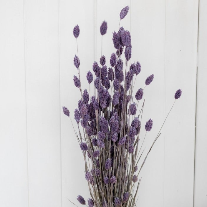 Gedroogde Phalaris paars