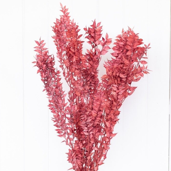 Gedroogde Ruscus oudroze