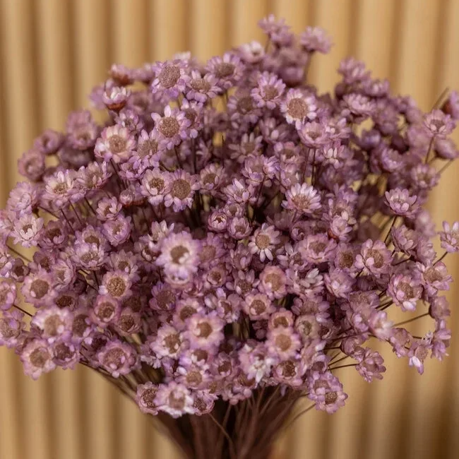 Droogbloemen bundel Glixia fel lila