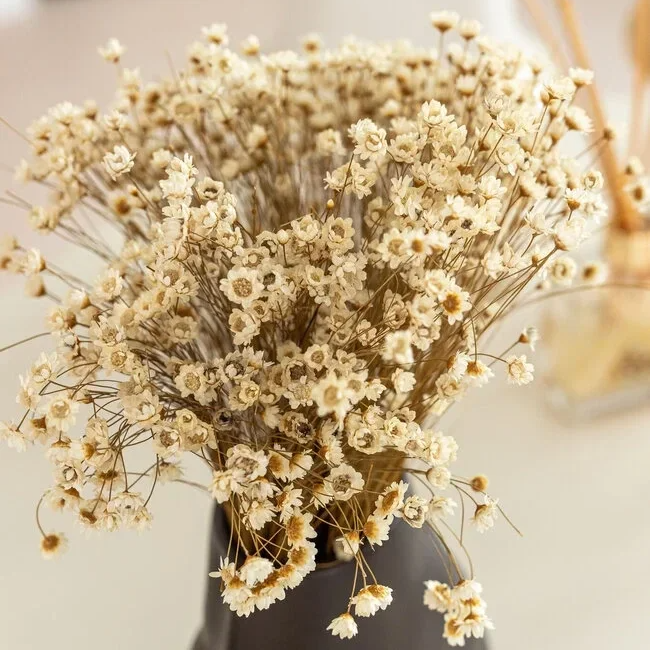 Droogbloemen bundel Glixia naturel