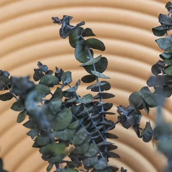 Gepreserveerde Eucalyptus Baby groen