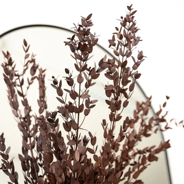 Gepreserveerde Eucalyptus Parvifolia rood