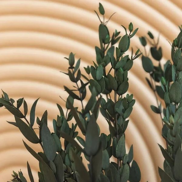 Gepreserveerde Eucalyptus Parvifolia groen