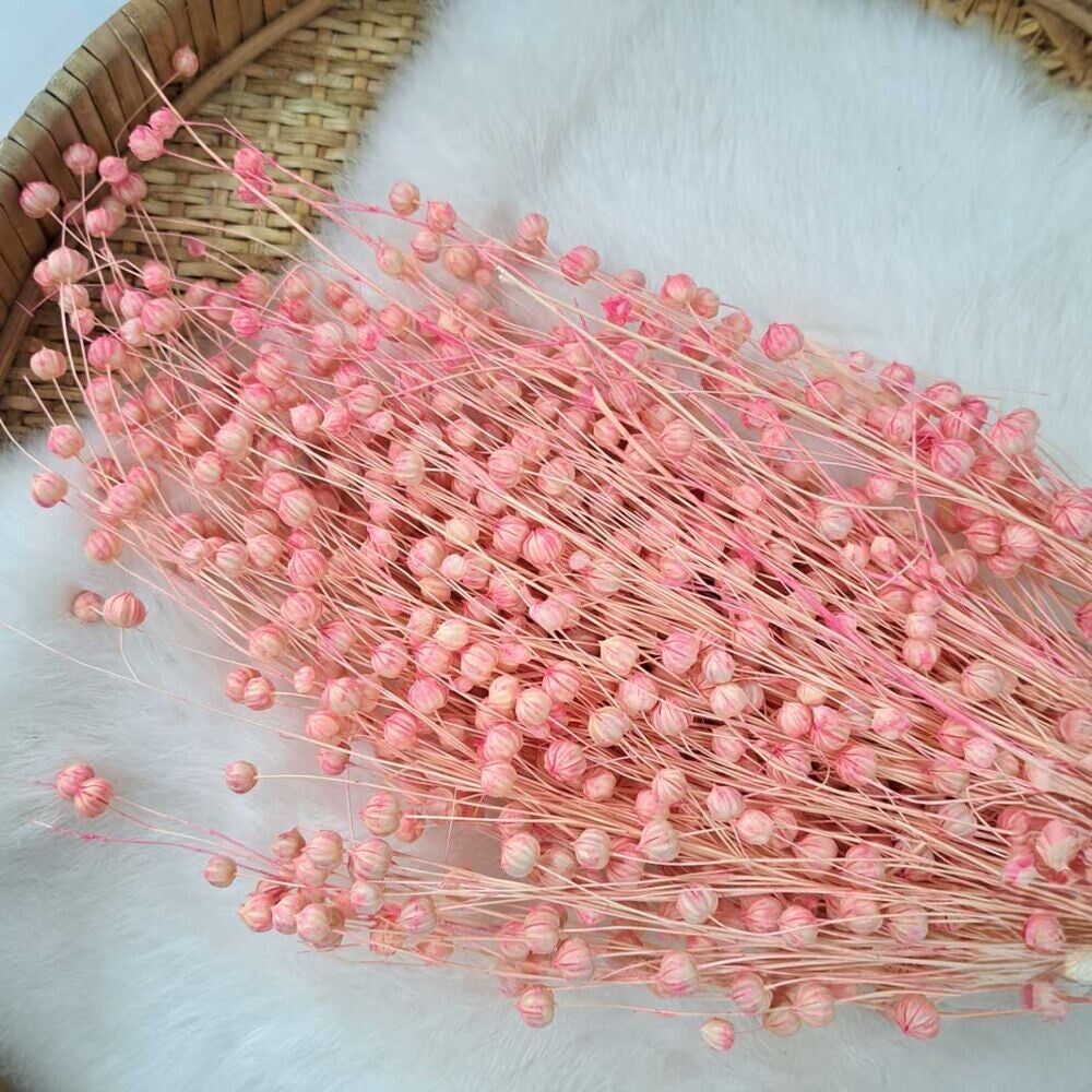 Droogbloemen bundel Linum (vlas) roze