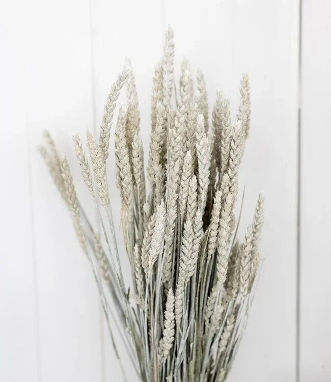 Droogbloemen bundel tarwe misty wit