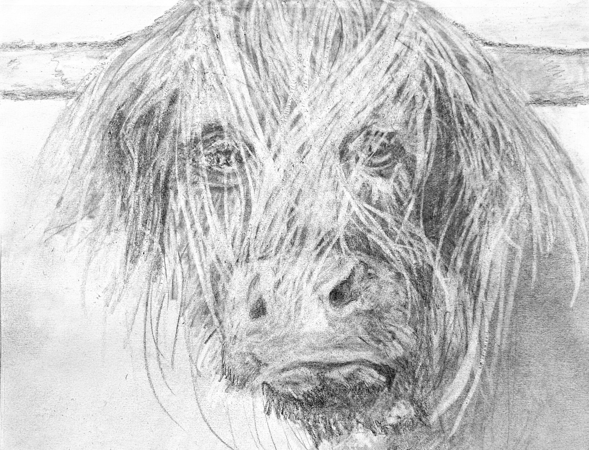 "Erik" The Highland Cow - Set of 5 Each Blank 4" x 6" Whimsy Greeting Cards + US Tax