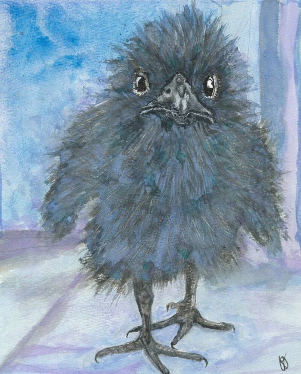 "What?" Crow Baby - 8" x 10" Hand Painted Original Watercolor + US Tax