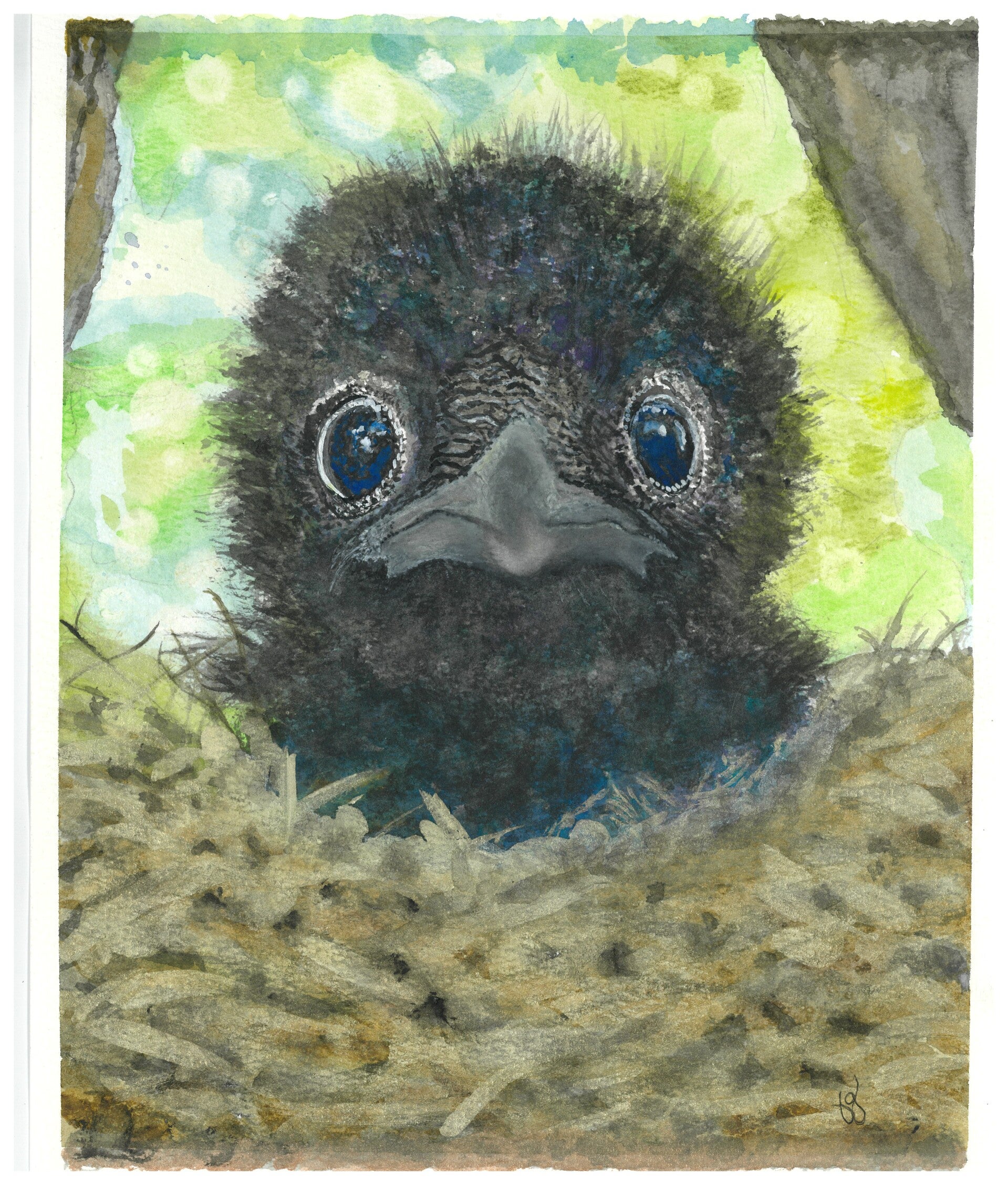 "Willy" - Baby Crow Set of 5 Each Blank 4" x 6" Whimsy Greeting Cards + US Tax