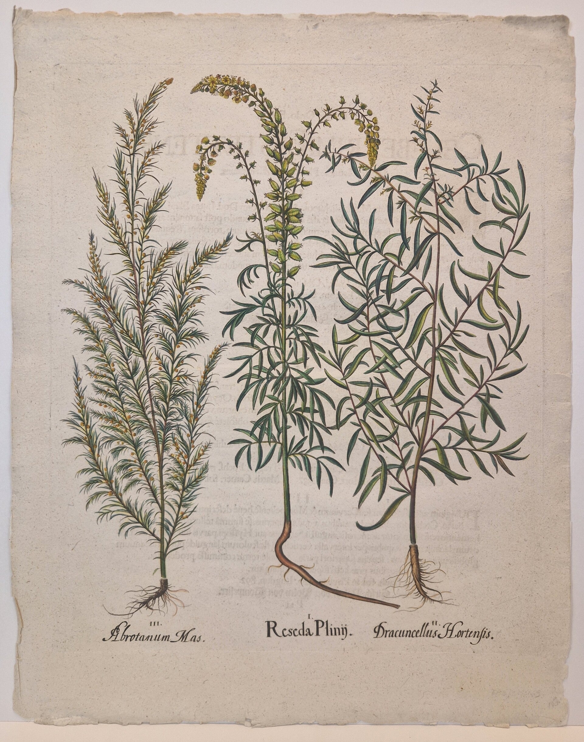 De Resede, de Estragon en het Citroenkruid. Plaat 164 van Bessler's Hortus Eystettensis. 1613