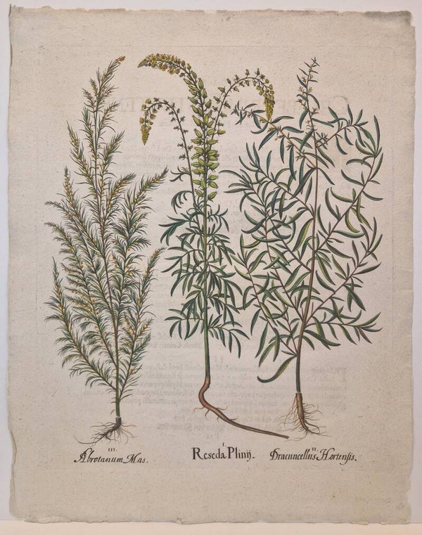 De Resede, de Estragon en het Citroenkruid. Plaat 164 van Bessler's Hortus Eystettensis. 1613